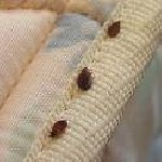 Строительные услуги объявление но. 976611: ИВАНТЕЕВКА уничтожить травить клопов тараканов в квартире 8 903 147 41 41 www.glavdez.msk.ru от 777р