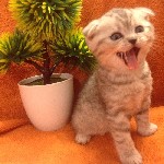 Кошки, котята объявление но. 982478: британские котята