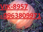 Растения объявление но. 984527: посевной материал,семена тыквы,арбуза,дыни