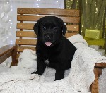 Услуги объявление но. 992447: Щенки лабрадора из питомника от Кемеровского чемпи