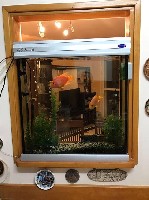 Аквариумные объявление но. 993694: продажа