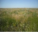 Продаются плодородные земельные участки в предгорье Алтая в Курьинском районе, в экологически чистом месте, вдали от промышленных предприятий. Идеальны под фермерское хозяйство (от Курьи 2 км), животн ...